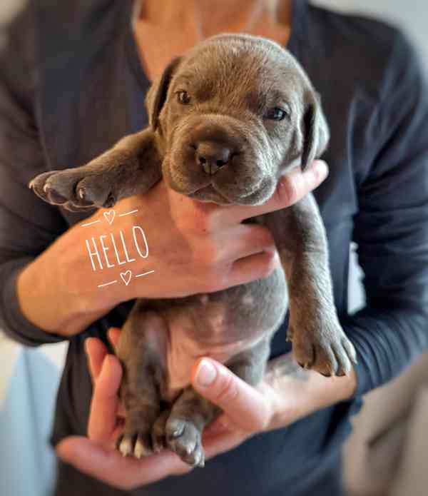 Štěňátka Cane Corso na prodej  - foto 12