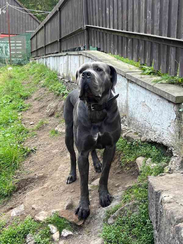 Štěňátka Cane Corso na prodej  - foto 10