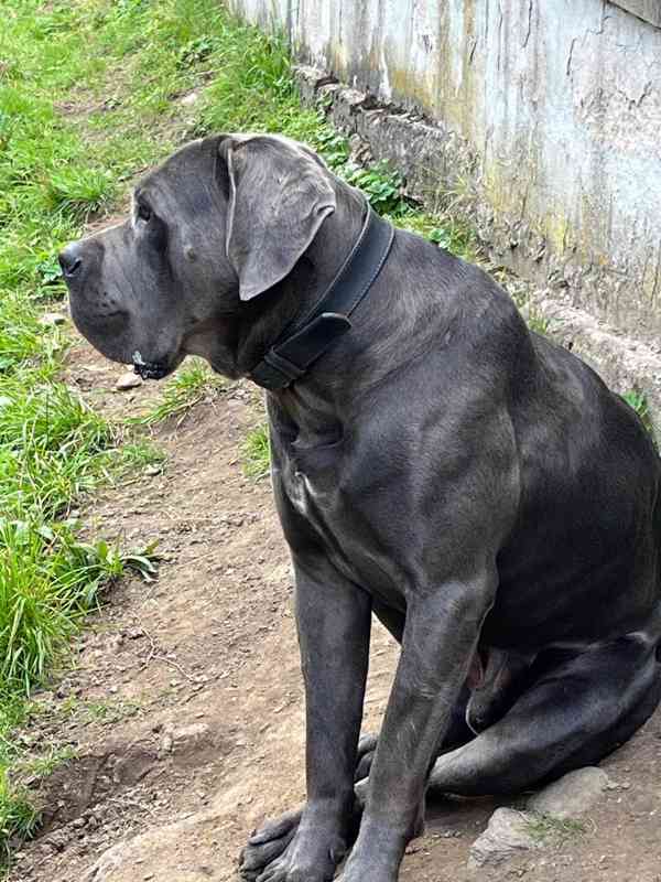 Štěňátka Cane Corso na prodej  - foto 9