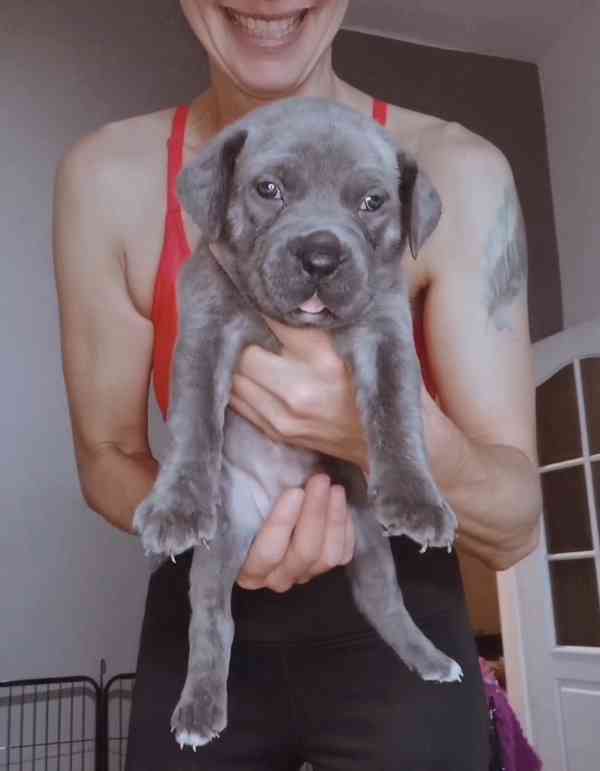 Štěňátka Cane Corso na prodej  - foto 15