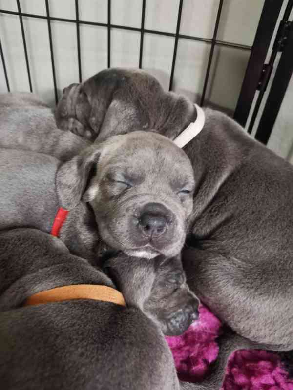 Štěňátka Cane Corso na prodej  - foto 9