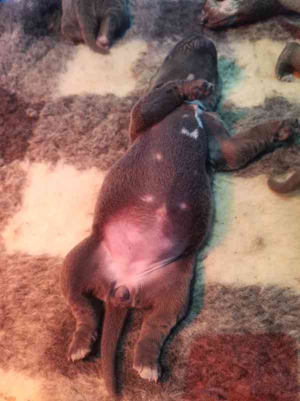 Štěňátka Cane Corso na prodej  - foto 5