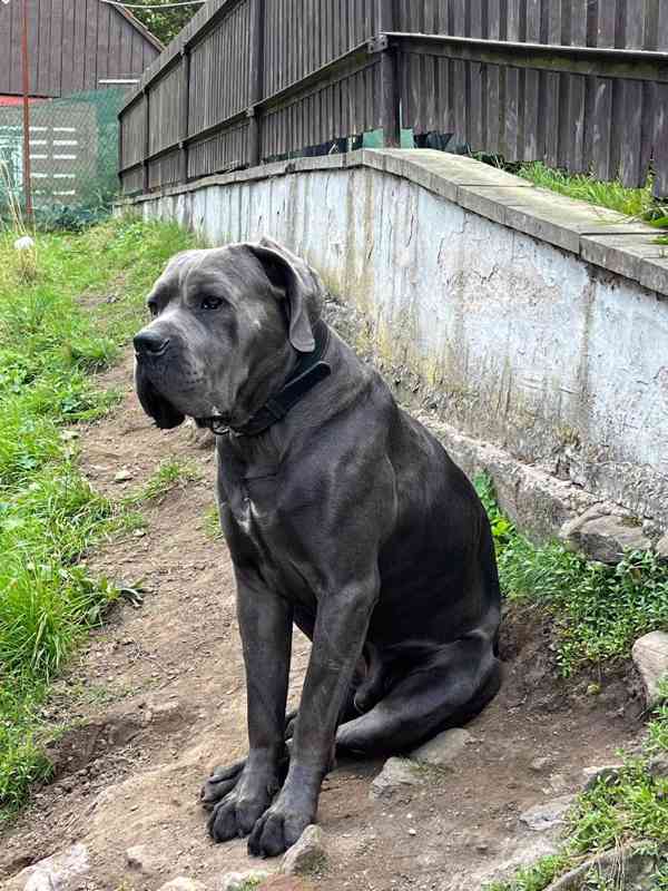 Štěňátka Cane Corso na prodej  - foto 8