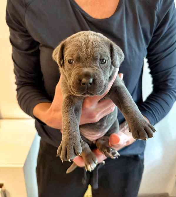 Štěňátka Cane Corso na prodej  - foto 14