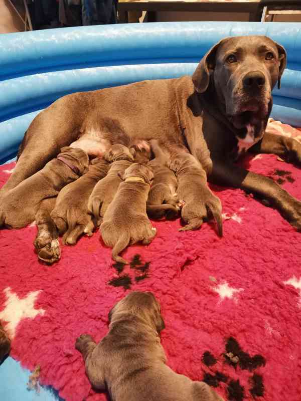 Štěňátka Cane Corso na prodej  - foto 7