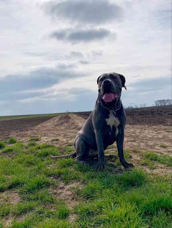 Štěňátka Cane Corso na prodej  - foto 14