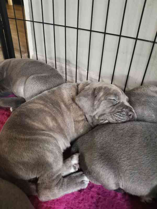 Štěňátka Cane Corso na prodej  - foto 12
