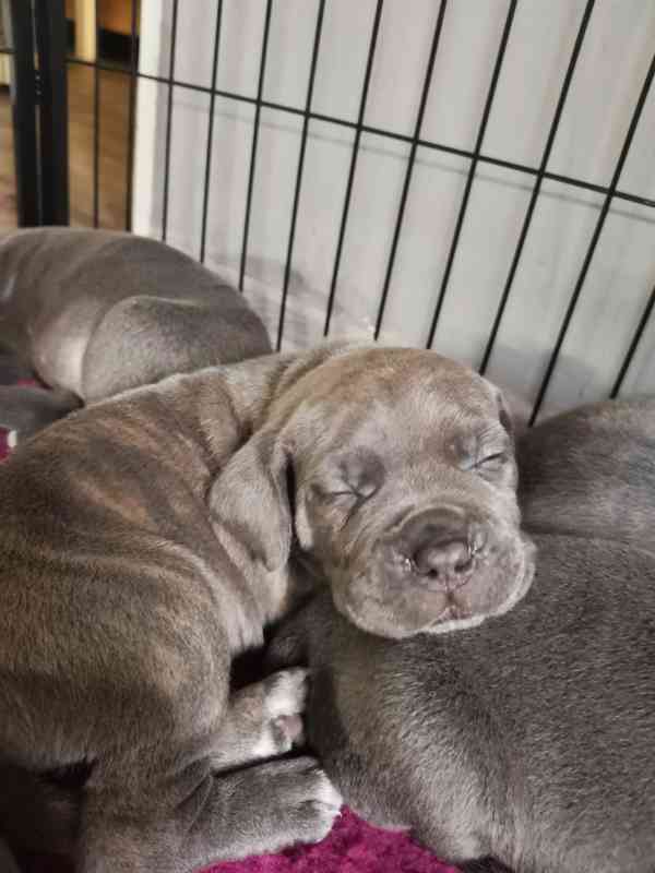Štěňátka Cane Corso na prodej  - foto 11