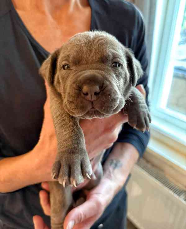Štěňátka Cane Corso na prodej  - foto 13