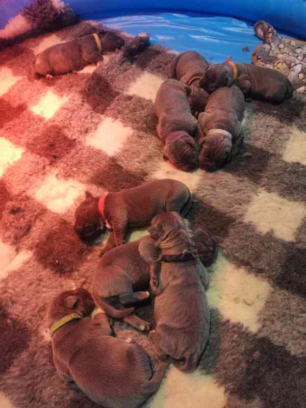 Štěňátka Cane Corso na prodej  - foto 4