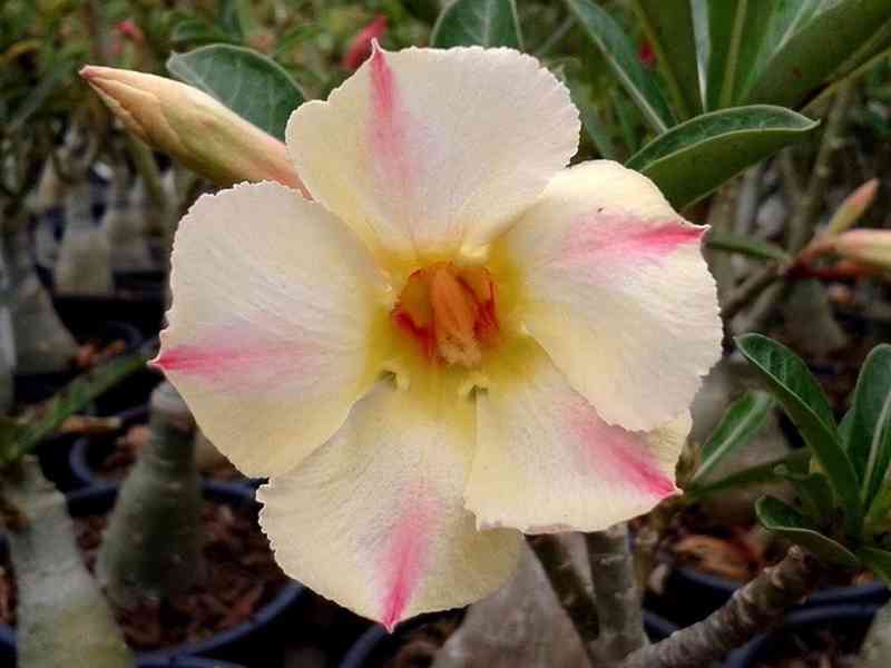 Adenium obesum 'yellow dream' - semena