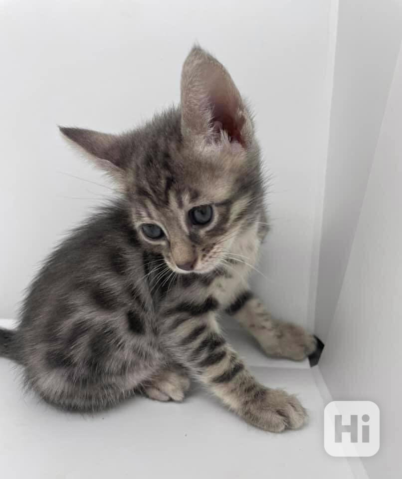 Bengálská koťátka k adopci.  - foto 1