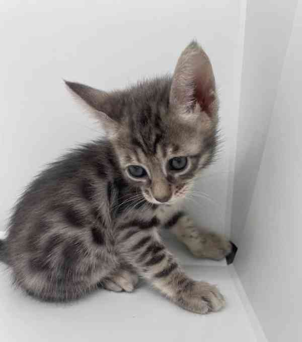 Bengálská koťátka k adopci.  - foto 2