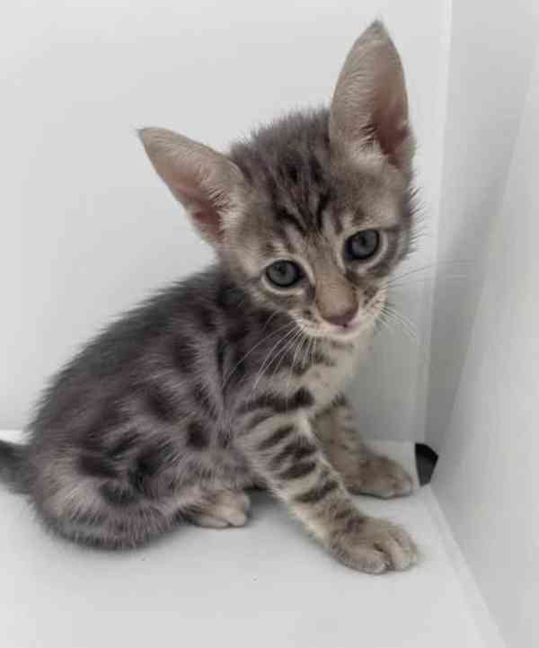 Bengálská koťátka k adopci.  - foto 4