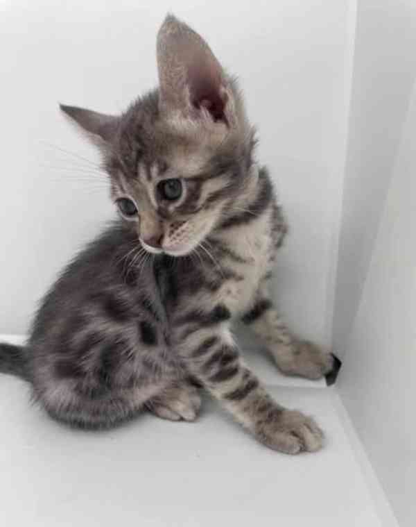 Bengálská koťátka k adopci.  - foto 3