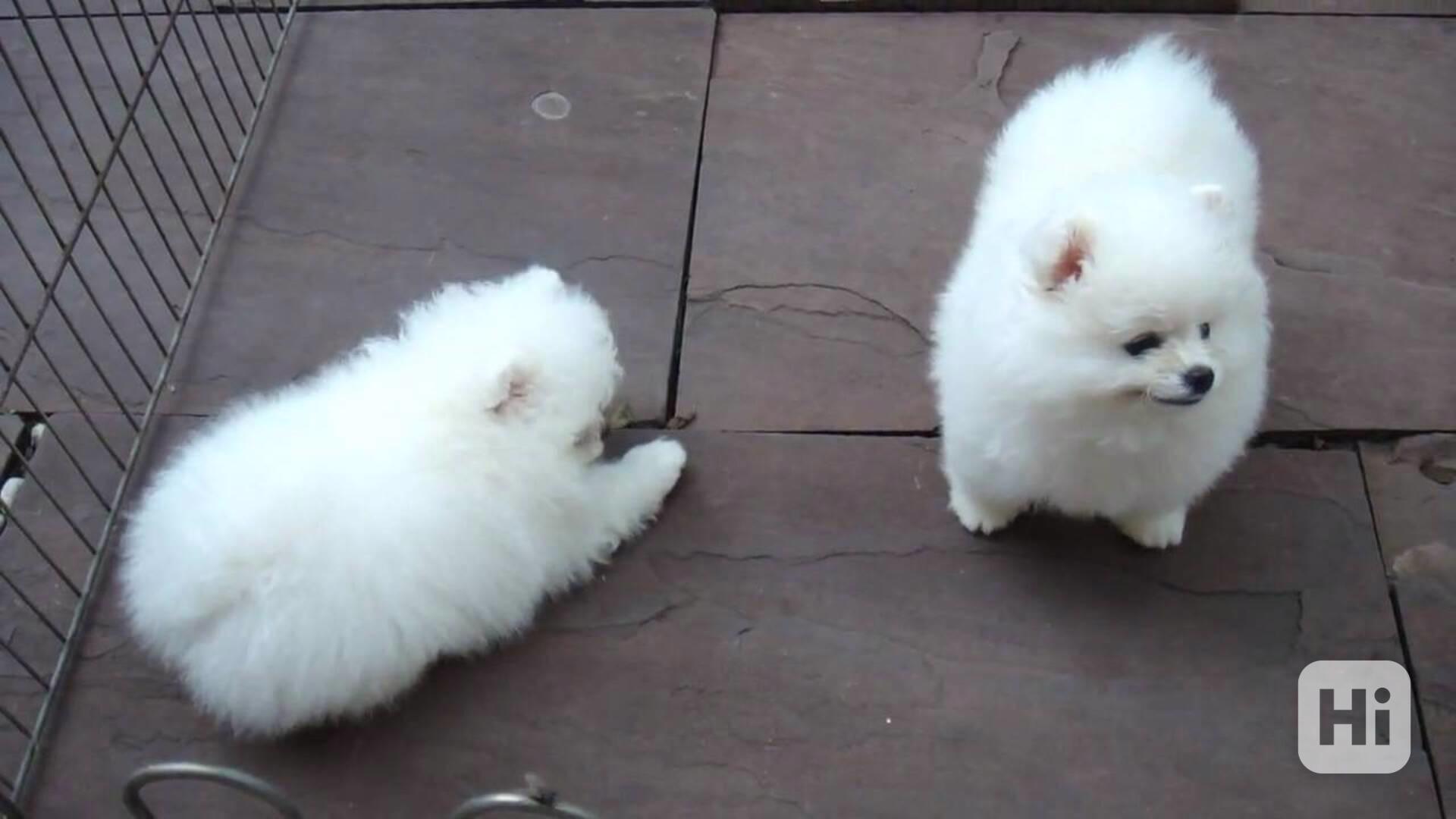 Štěňata pomeranského ovčáka - foto 1