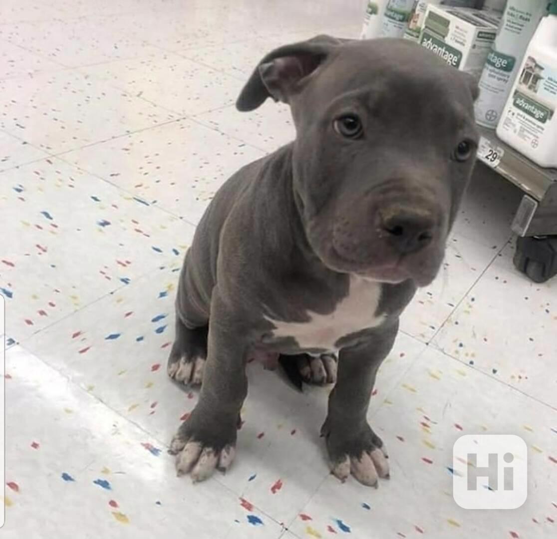Štěňata amerického pitbulteriéra - foto 1