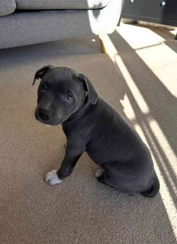 Štěňata amerického pitbulteriéra - foto 2