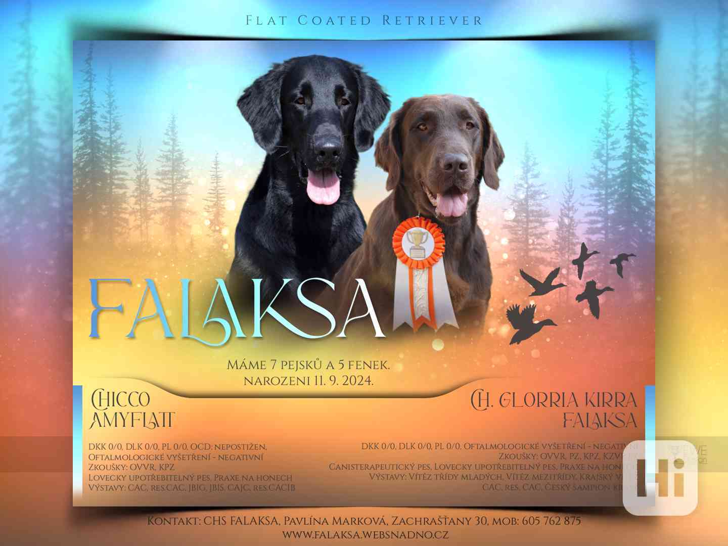 Čokoládová štěňátka Flat Coated Retrievera s PP - foto 1