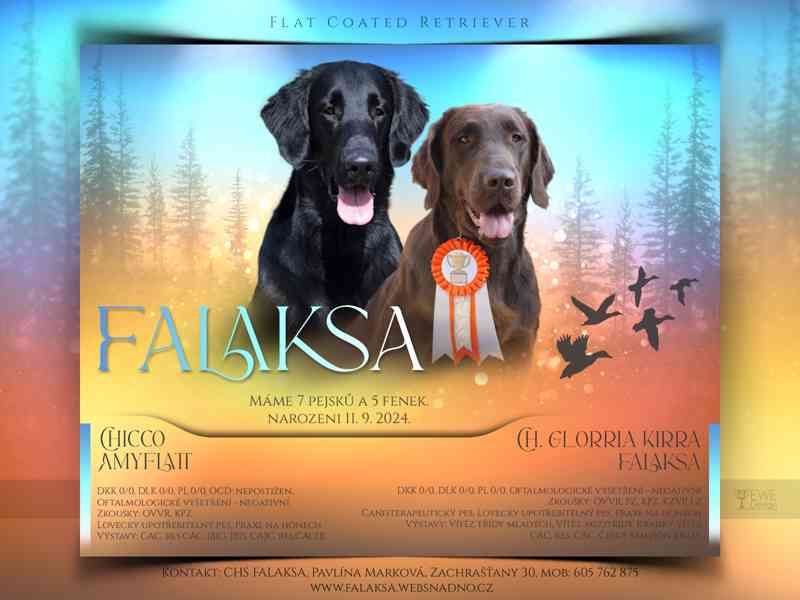 Čokoládová štěňátka Flat Coated Retrievera s PP - foto 1