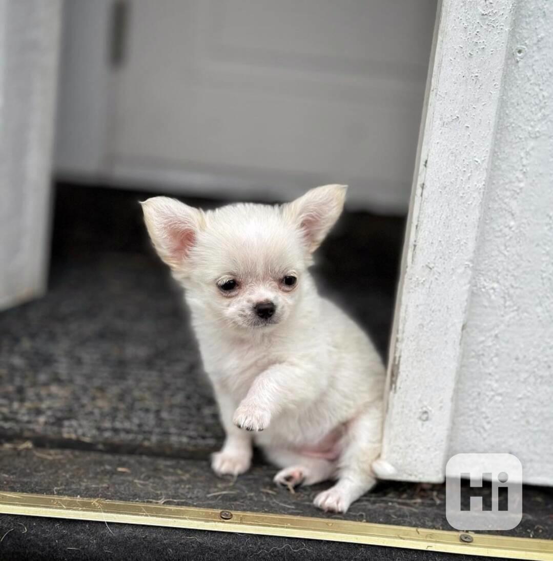 krásná štěňata čivavy  - foto 1