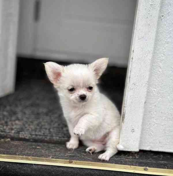 krásná štěňata čivavy  - foto 1