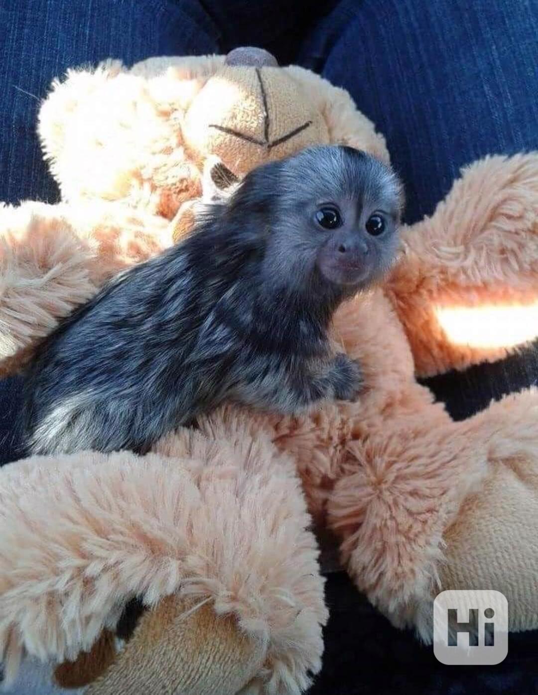 Opice marmoset  - foto 1