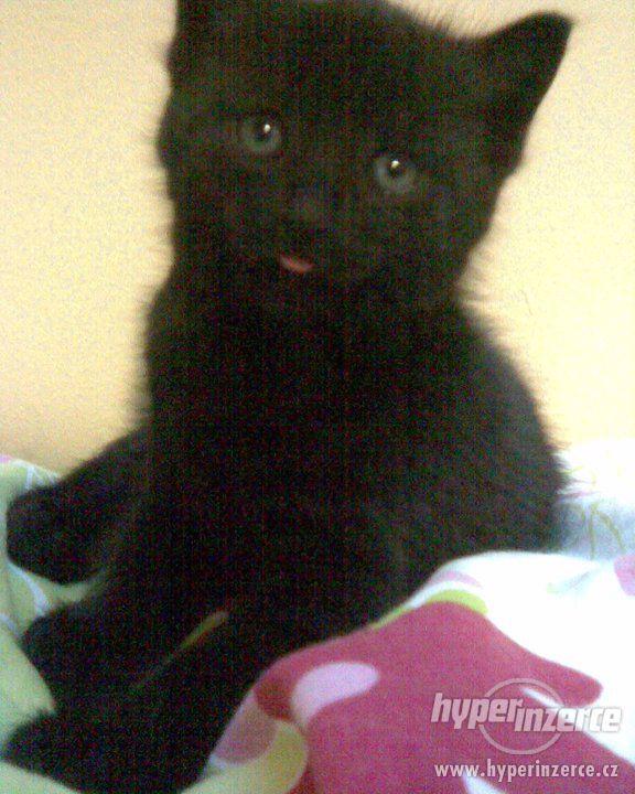 Daruji černé kotě - foto 1