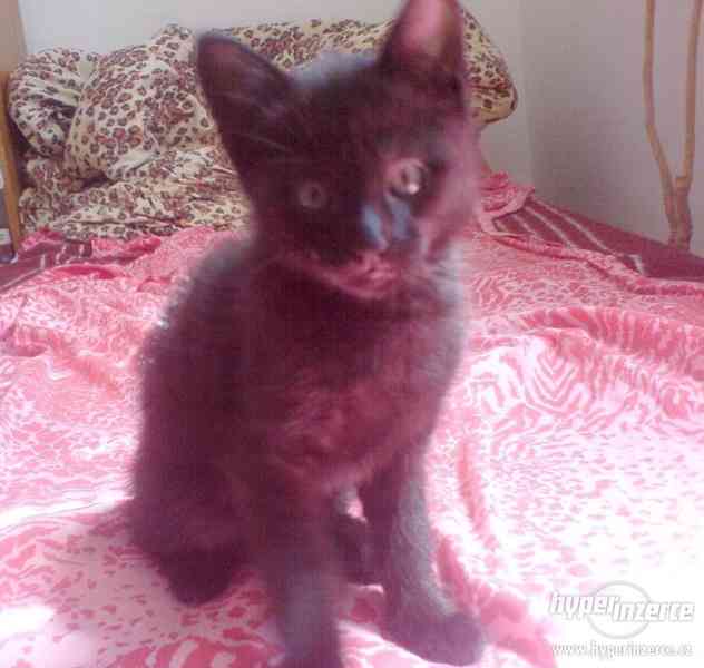 Daruji černé kotě - foto 2