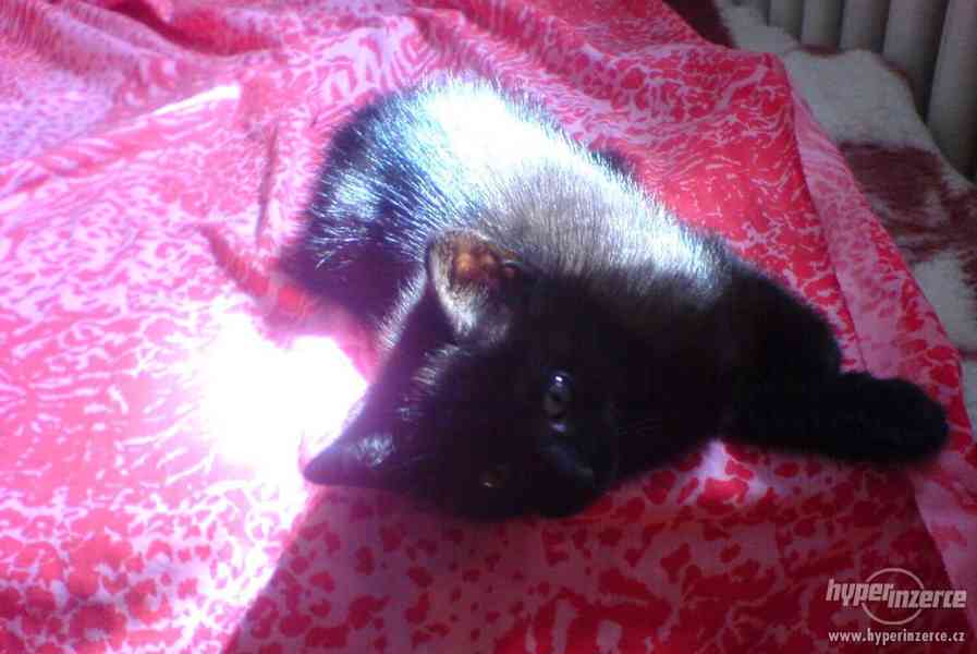 Daruji černé kotě - foto 3
