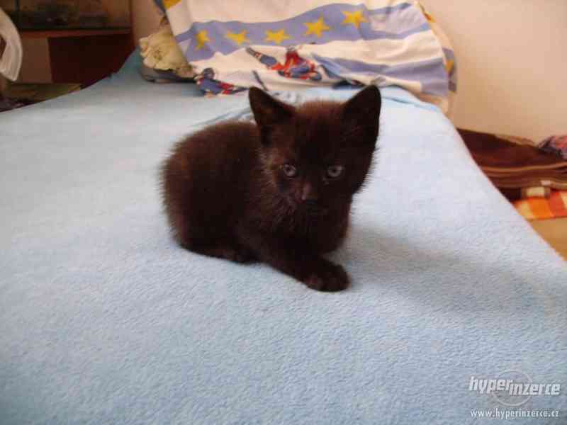Daruji černé kotě - foto 4