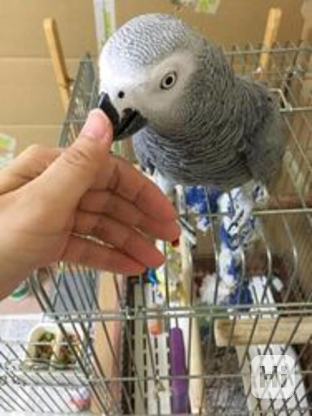Ohromující, velmi krotcí papoušci šedí afričtí - foto 1