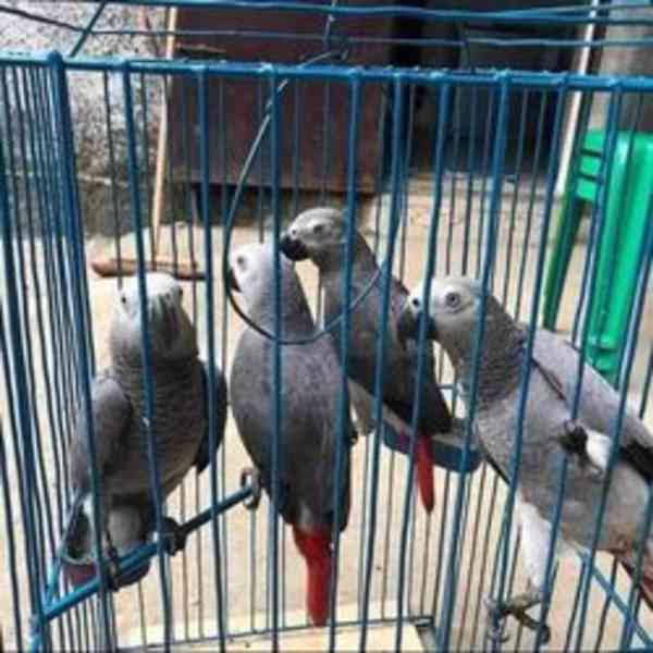 Ohromující, velmi krotcí papoušci šedí afričtí - foto 2
