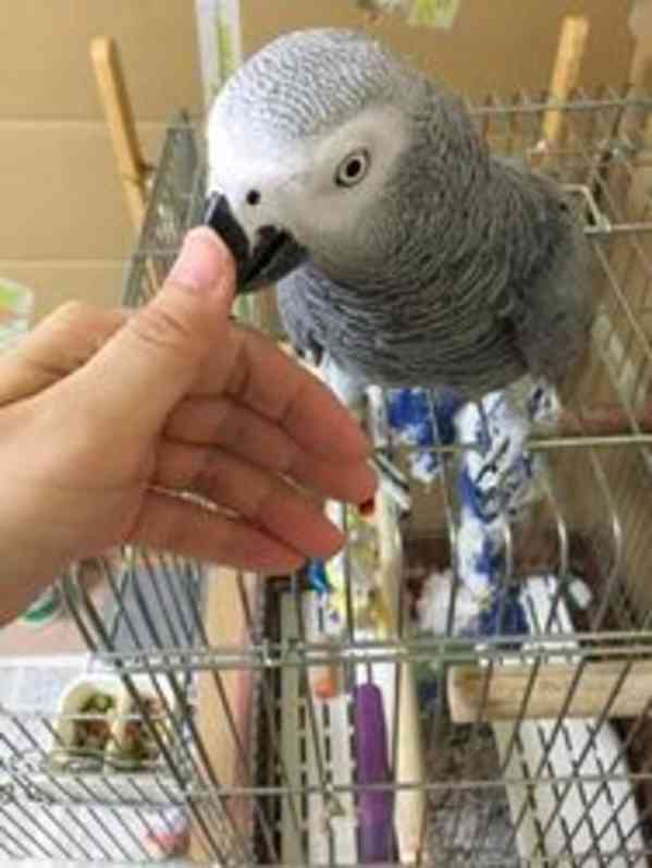 Ohromující, velmi krotcí papoušci šedí afričtí - foto 1