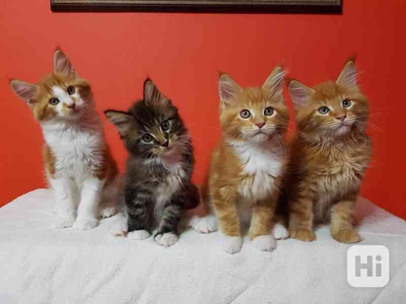 Krásná mainská mývalí koťátka k adopci - foto 1