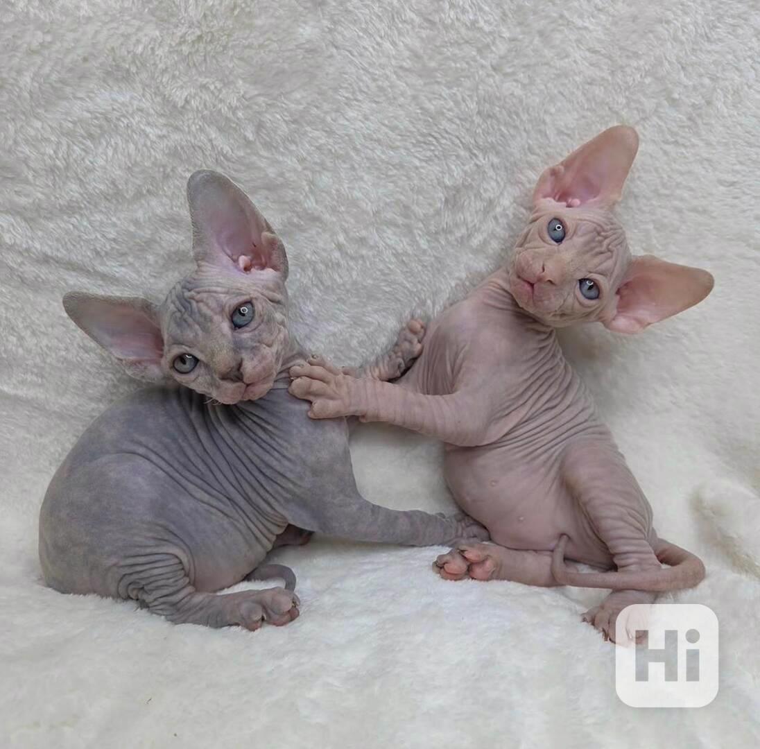 Krásná koťata Sphynx 🐾 - foto 1