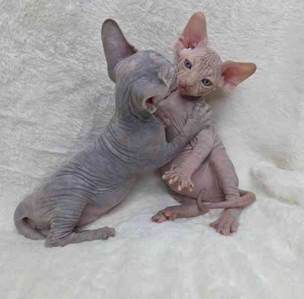 Krásná koťata Sphynx 🐾 - foto 2