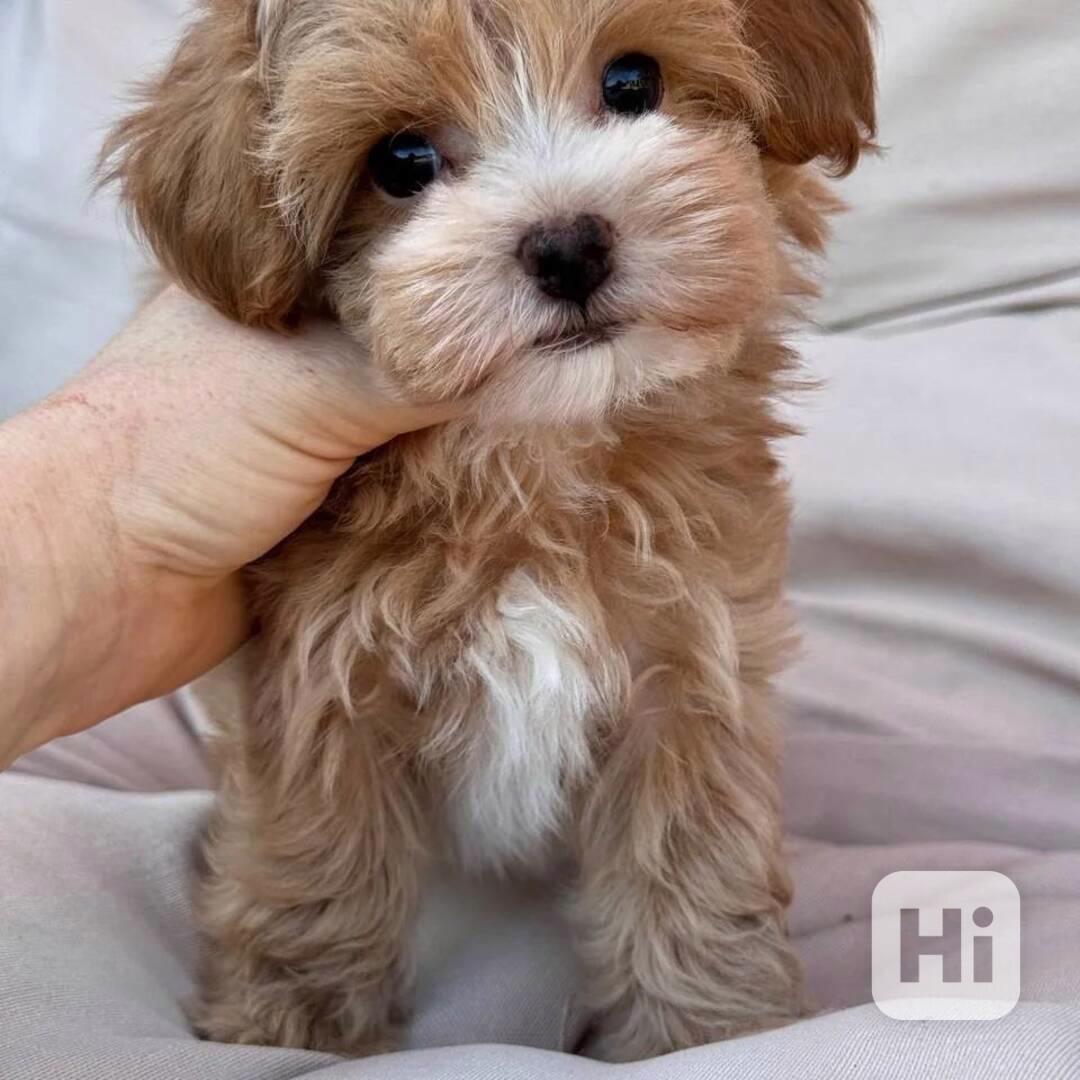 Nádherná mini štěňata Maltipoo s PP - foto 1