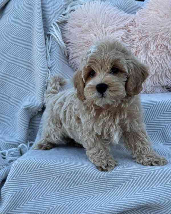 Nádherná mini štěňata Maltipoo s PP - foto 3