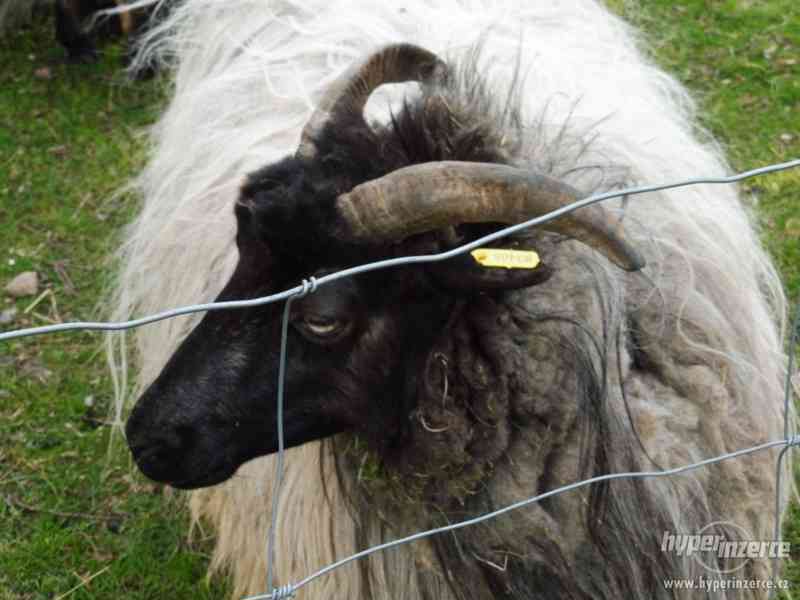 Ovce vřesové - foto 2