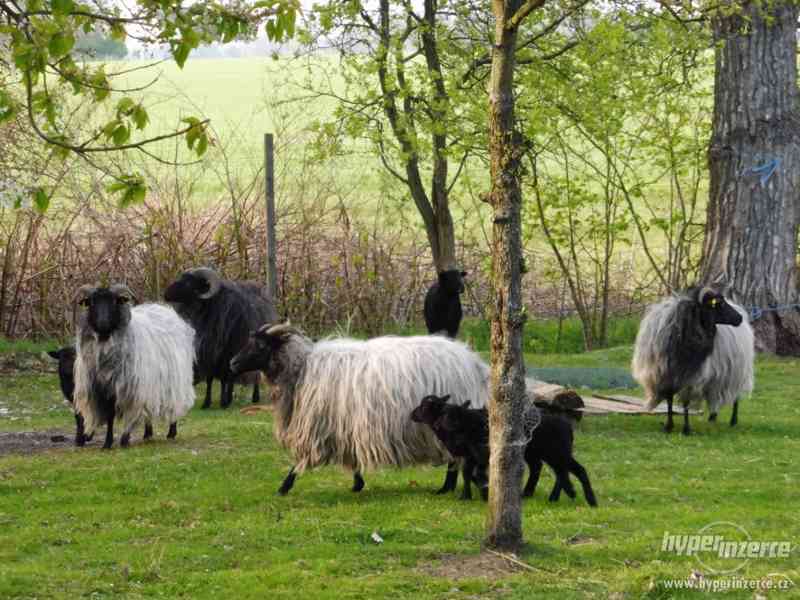 Ovce vřesové - foto 3