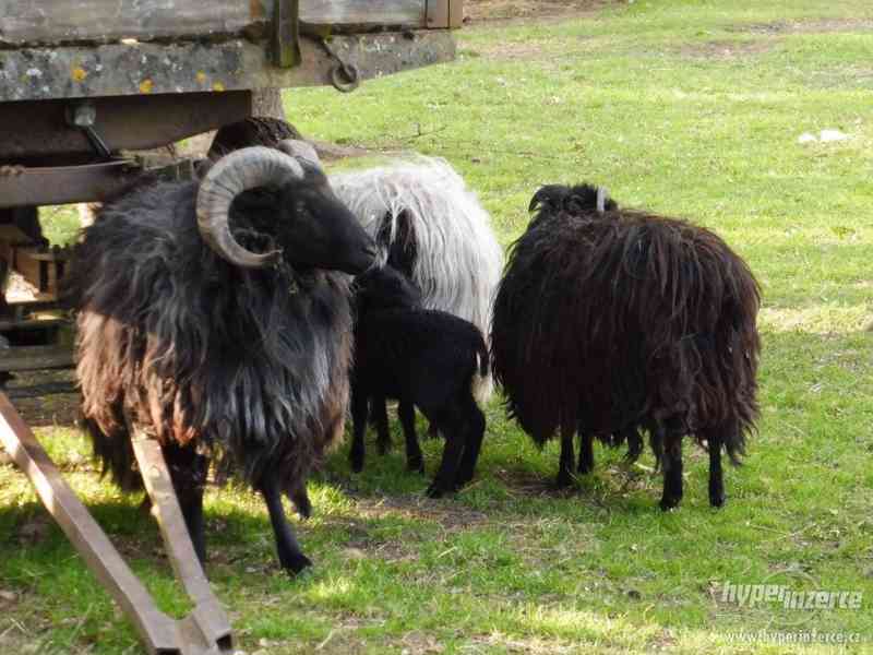 Ovce vřesové - foto 4