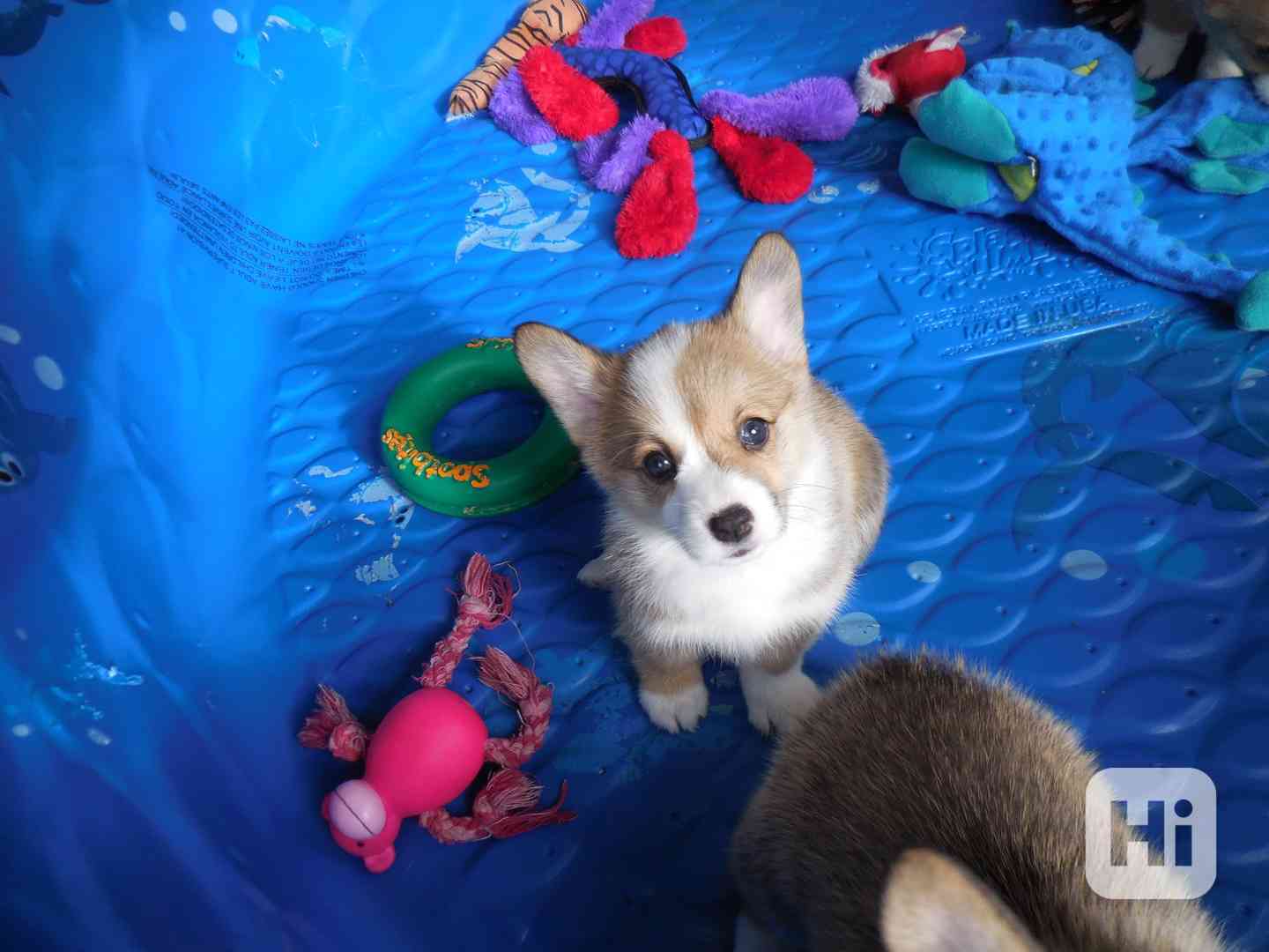 Pembroke Welsh Corgi Puppies AVAILABLE - foto 1