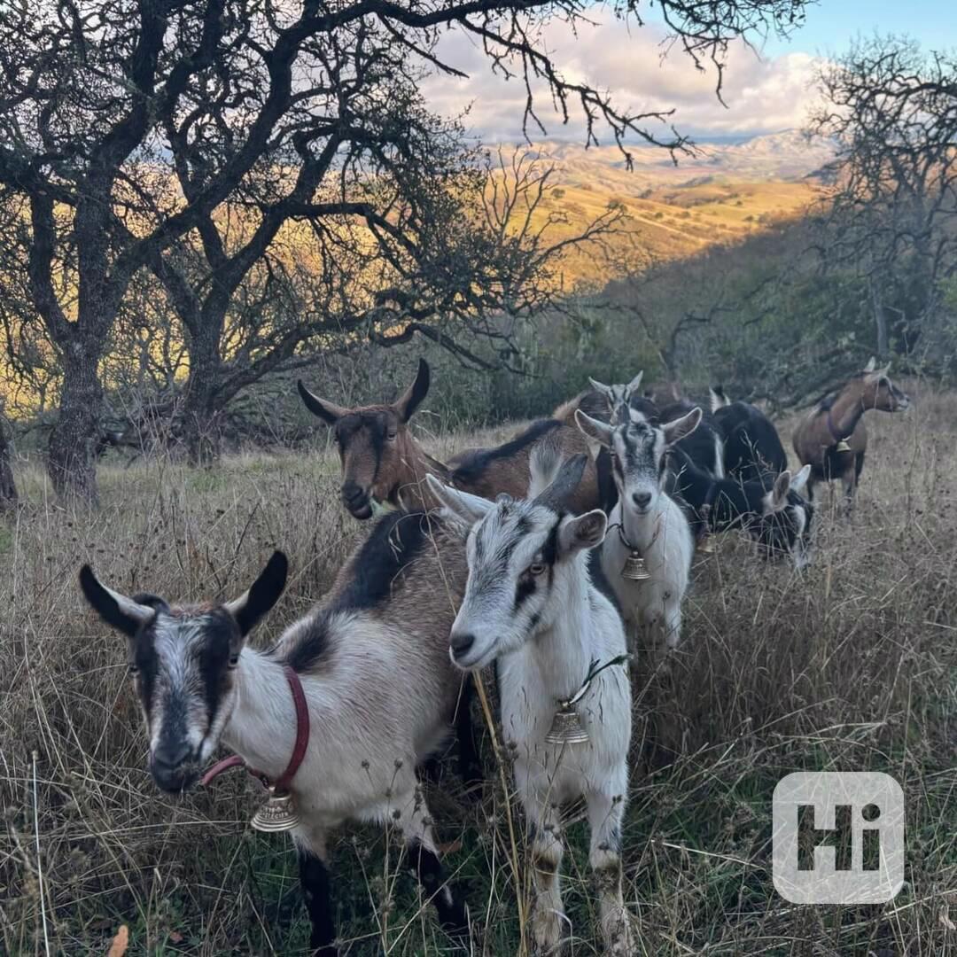 🐐 Rozkošná alpská koza hledá milující domov 🐐 - foto 1