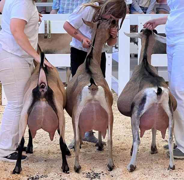 🐐 Rozkošná alpská koza hledá milující domov 🐐 - foto 2