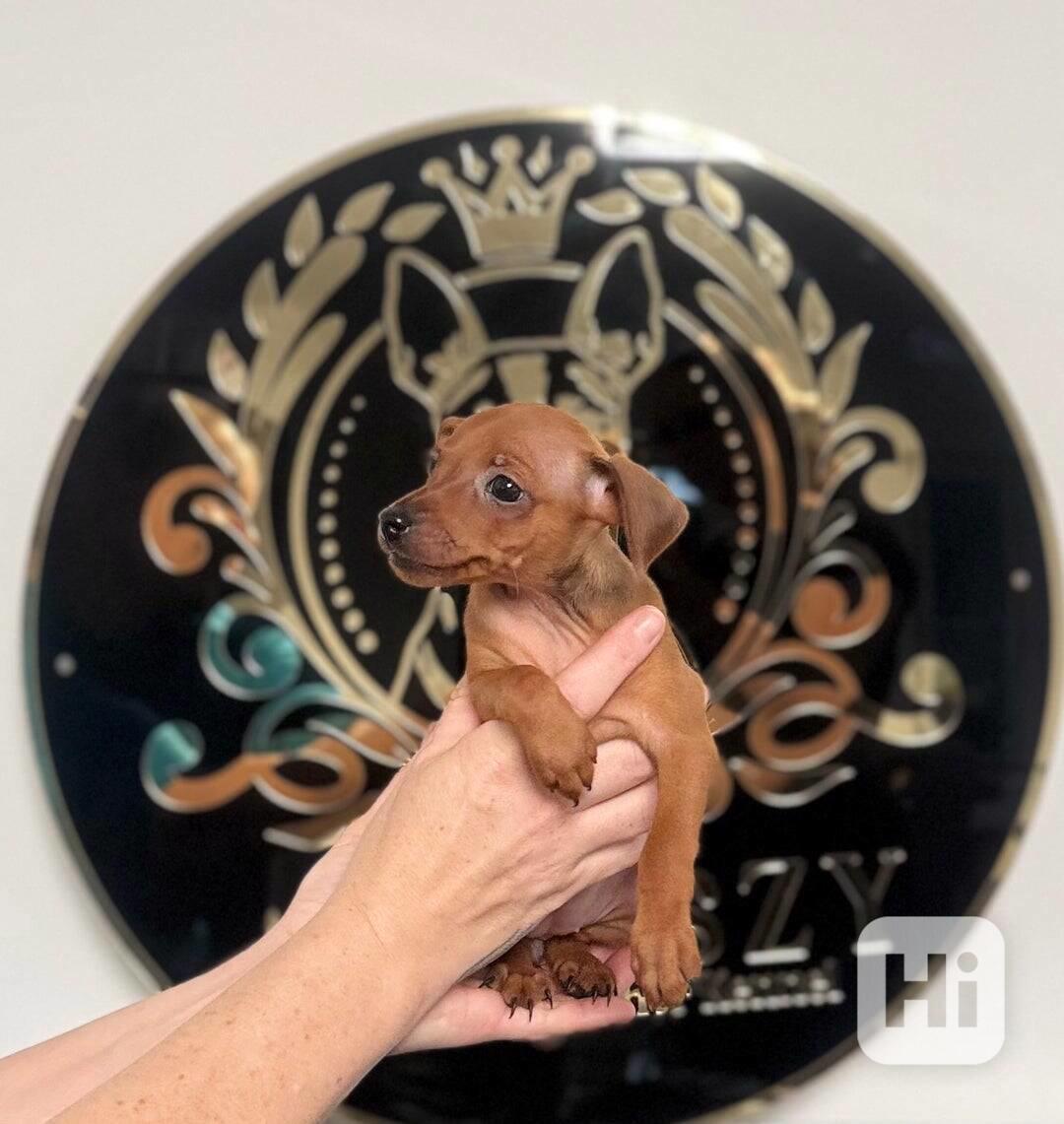 Čistokrevný 100% miniaturní pinč s licencí od chovatele🐾❤️ - foto 1