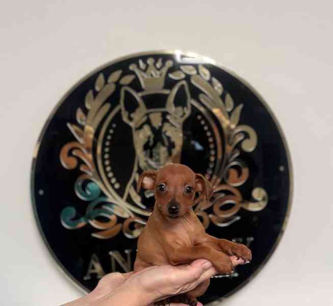 Čistokrevný 100% miniaturní pinč s licencí od chovatele🐾❤️ - foto 3