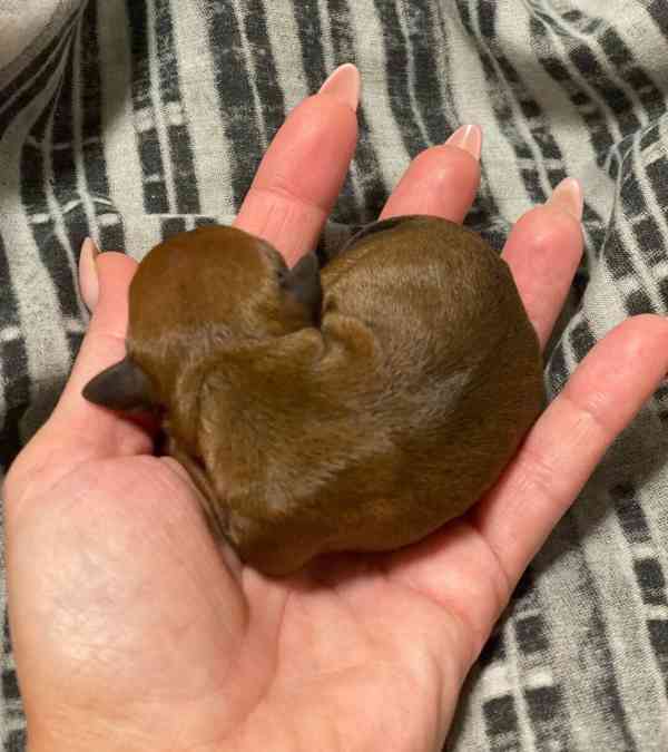 Čistokrevný 100% miniaturní pinč s licencí od chovatele🐾❤️ - foto 7