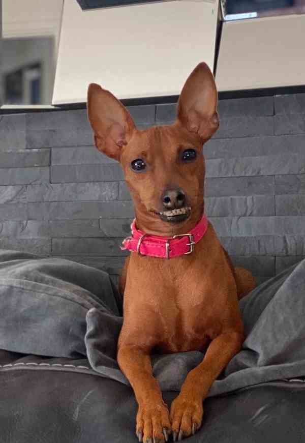 Čistokrevný 100% miniaturní pinč s licencí od chovatele🐾❤️ - foto 4