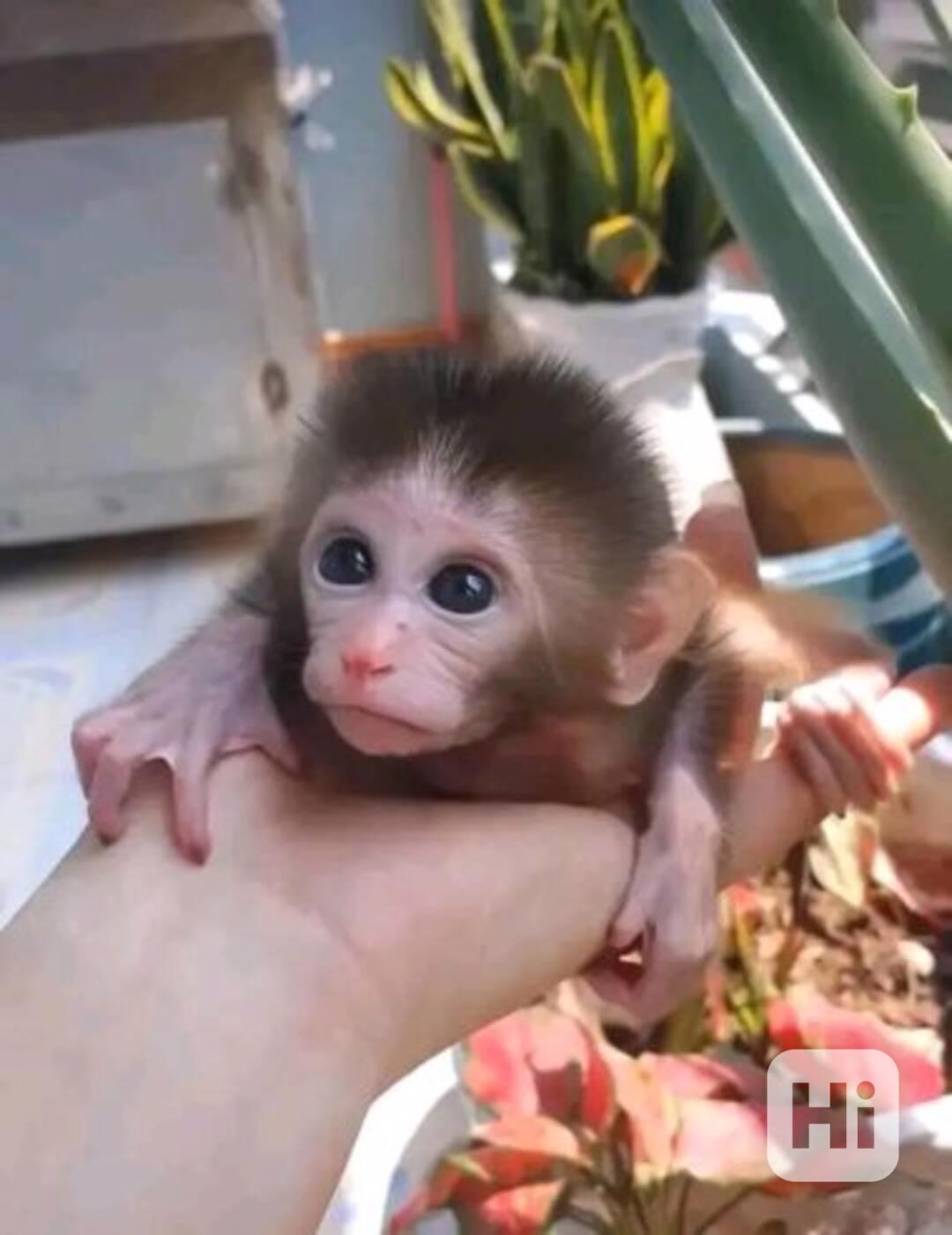 Rozkošné a milé kapucínské opičky - foto 1